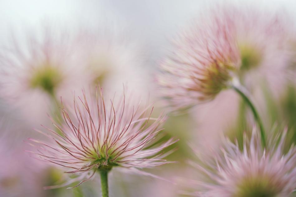 Pasqueflower Blossom Bloom