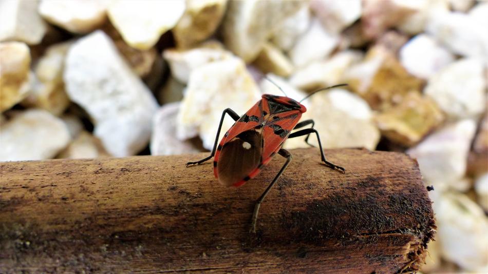 beetle on the rock pillar