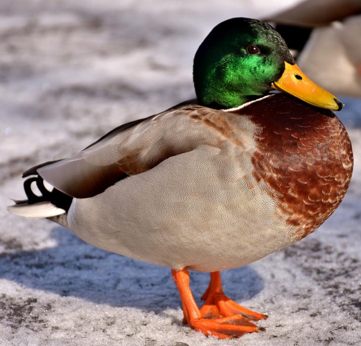 Mallard Males Bread