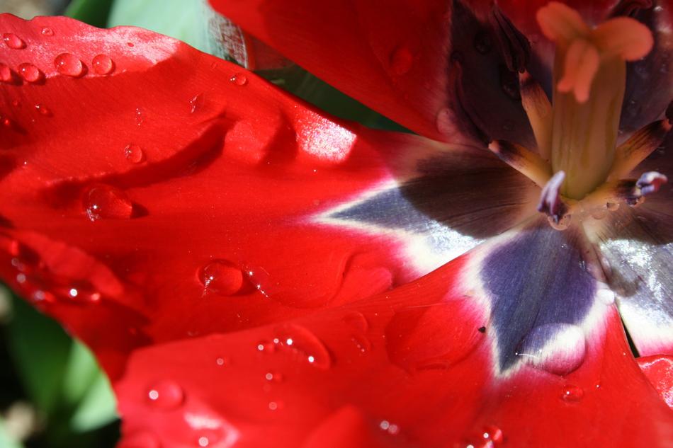 Tulip Garden Red