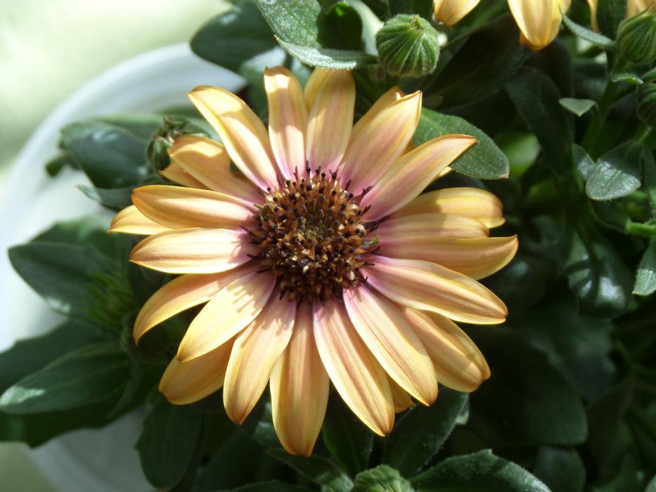 Margarite Flower Plant