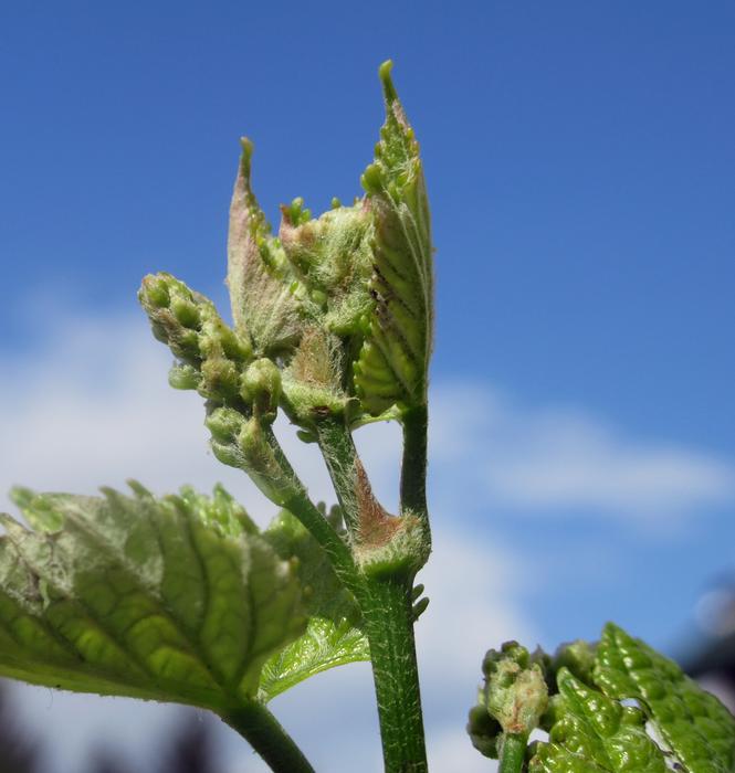 Grape plant macro blur
