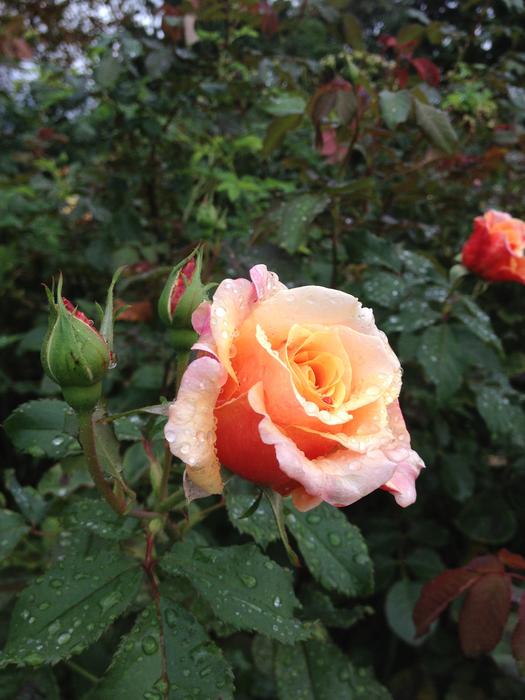 Flower Rose Plant