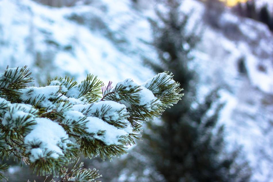 Winter Snow Pine