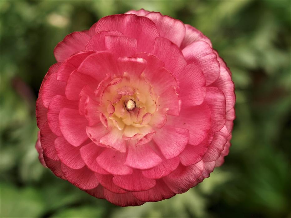 Nature Flower Flora