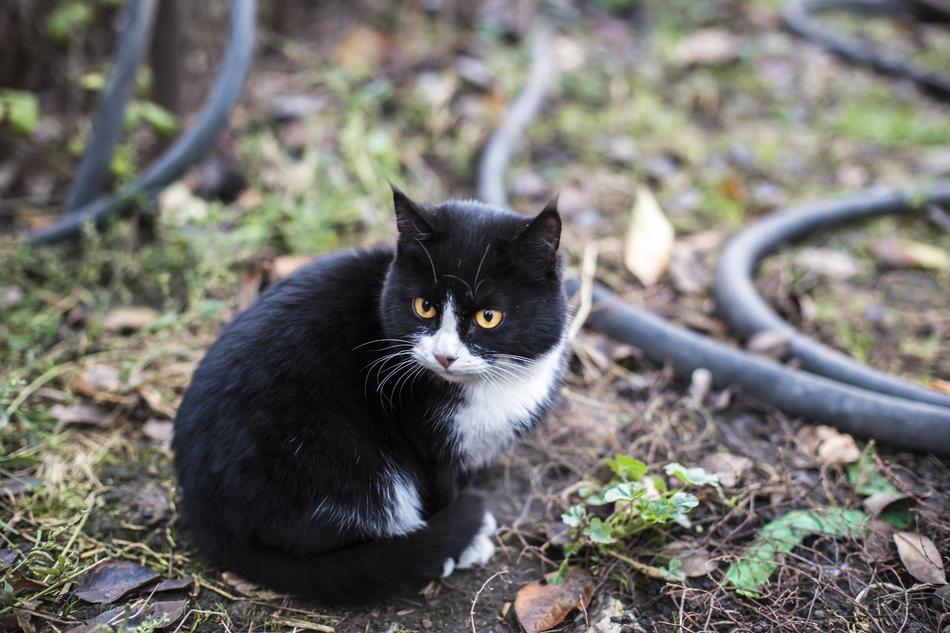 Nature Animals Cute