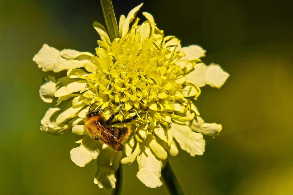 yellow flower with insect landscape