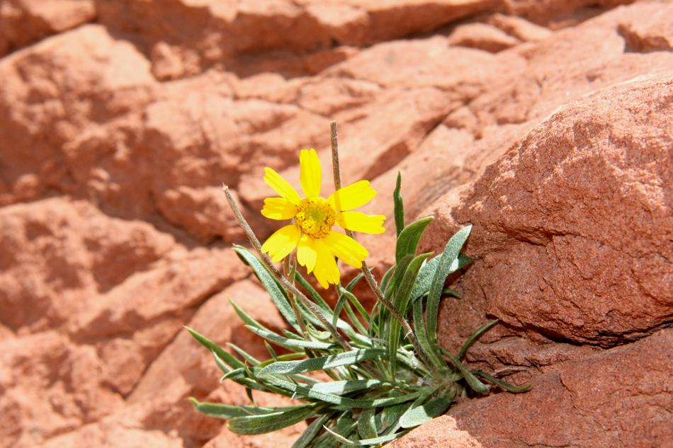 Nature Rock Flower