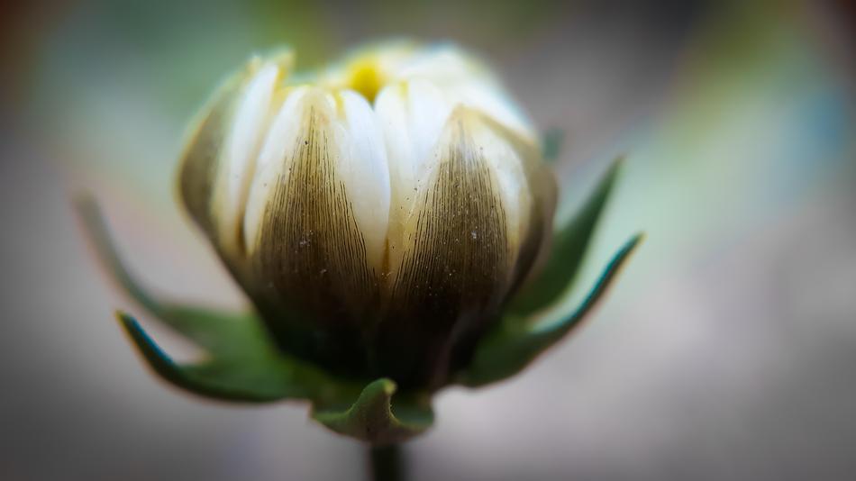 Flower Nature Leaf