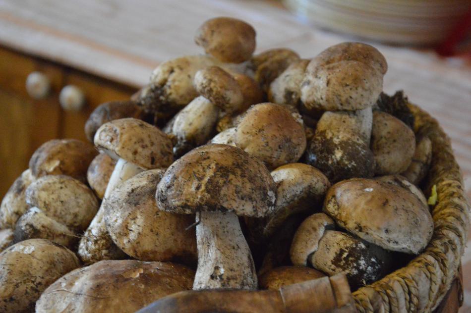 Ripe forest mushrooms in a basket