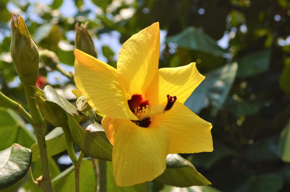 Flower Plant Nature