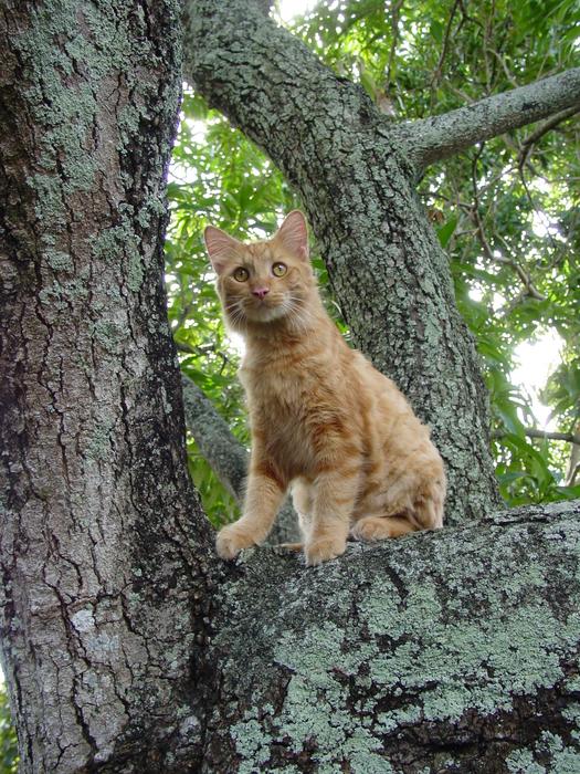 Nature Tree Wood