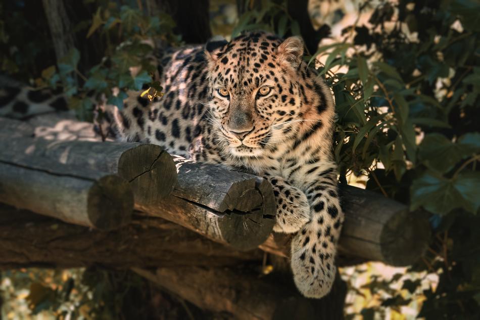 Nature Fauna Animal