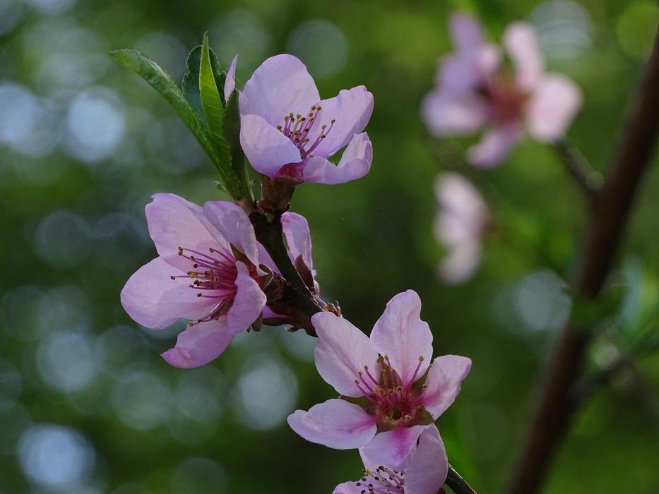 Flower Tree Peaches Pink