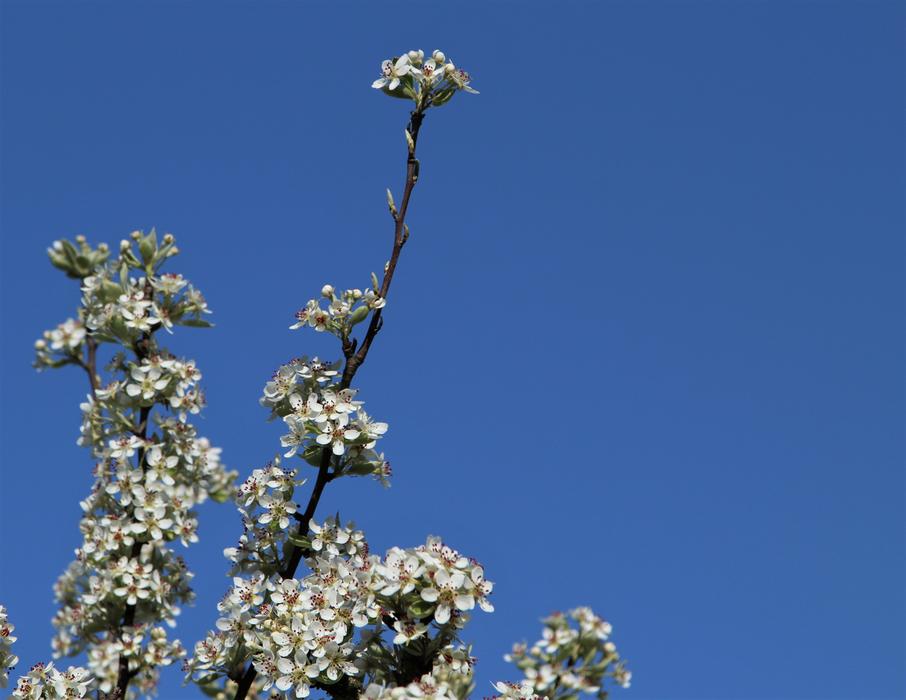 Tree Flower Flora
