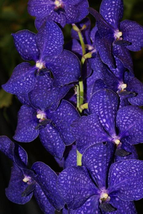 Nature Flower Flora