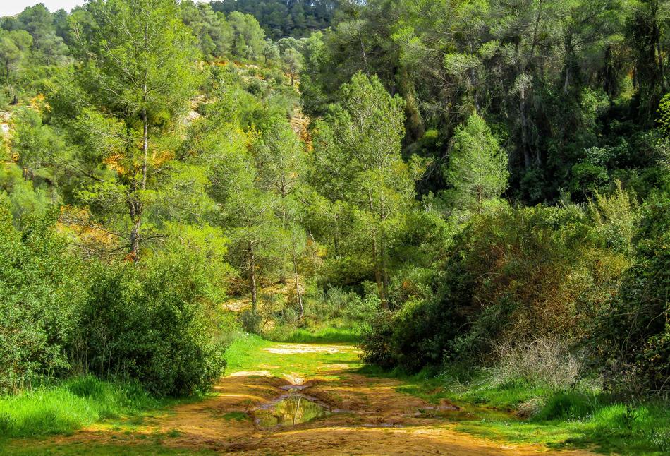 Nature Tree Landscape