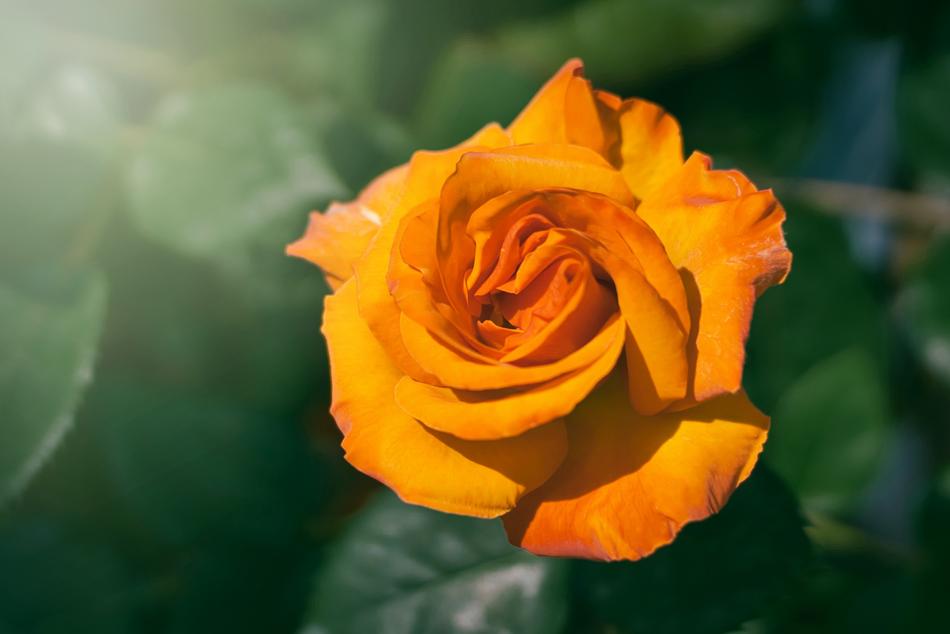 Flower Nature Plant