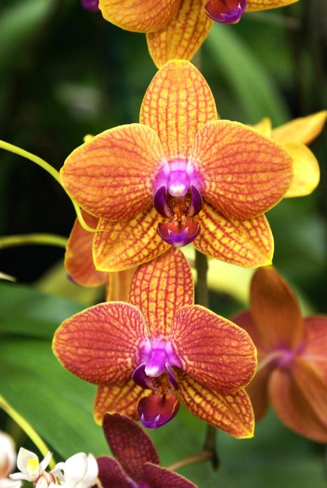 Flower Tropical Nature