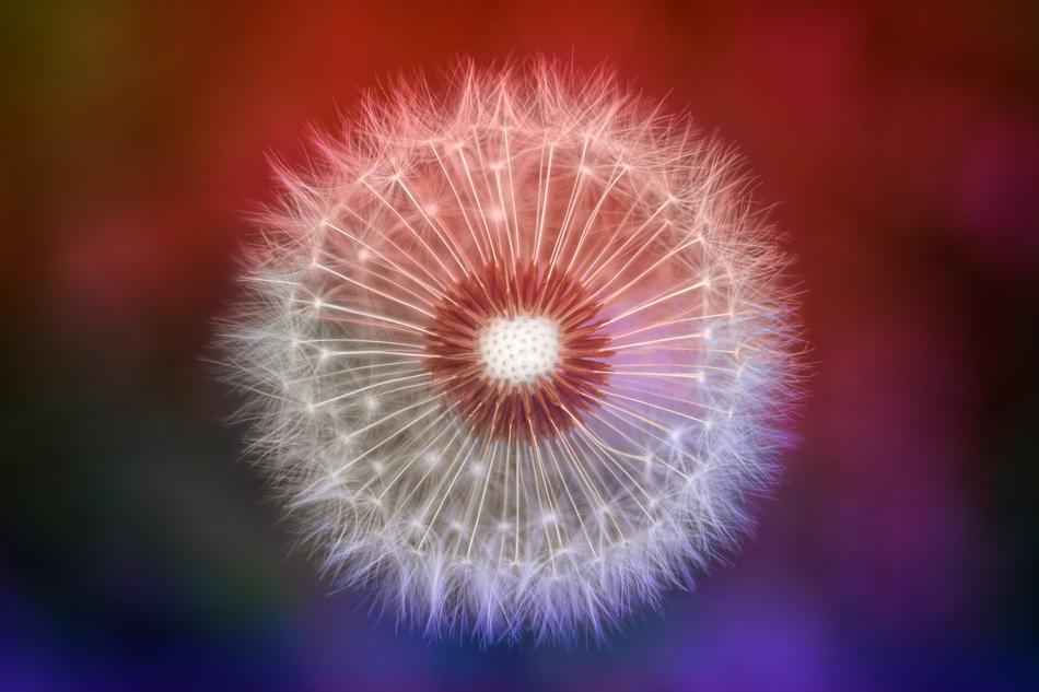 Nature Dandelion Colorful