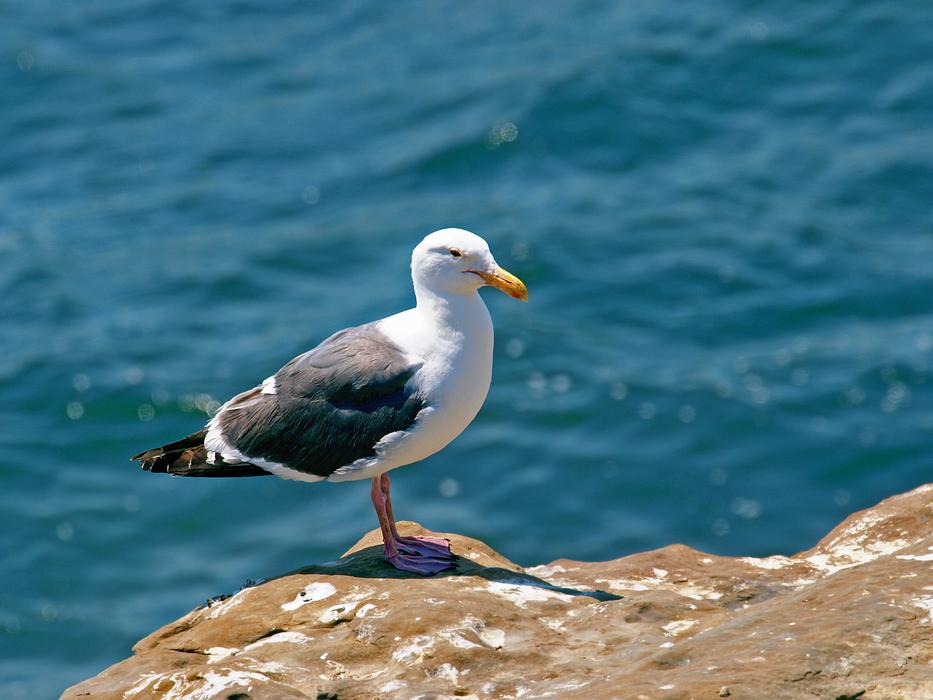 Water Sea Nature