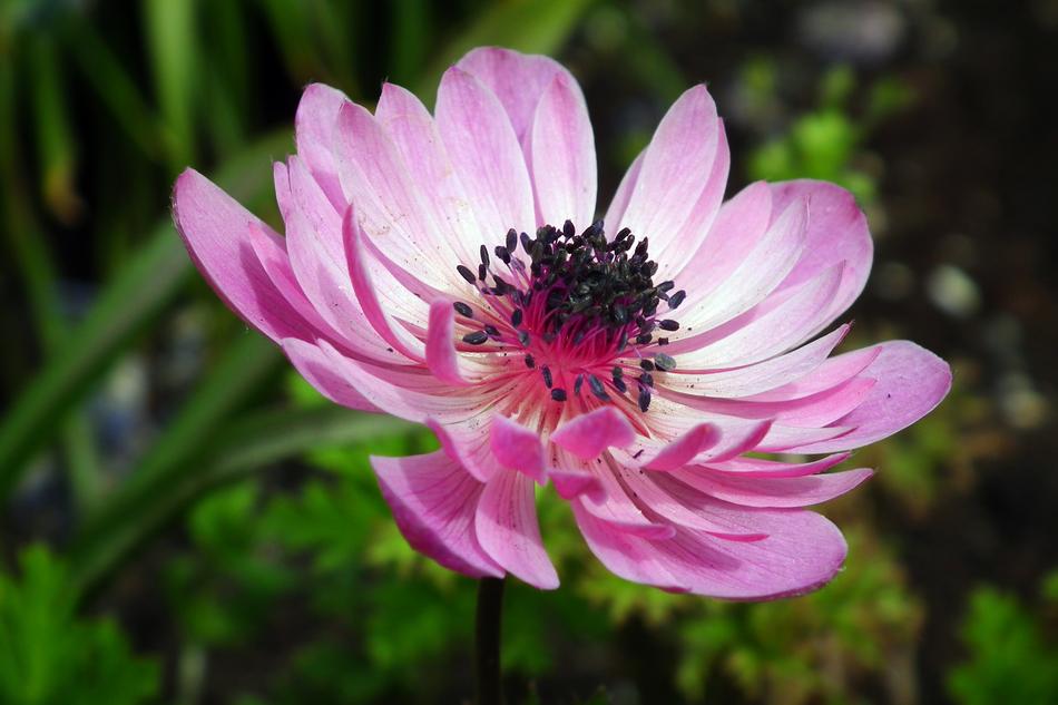 Nature Plant Flower