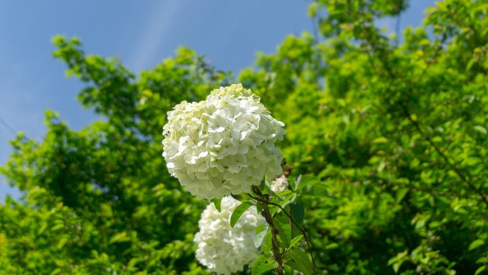 Hydrangea Nature Leaf