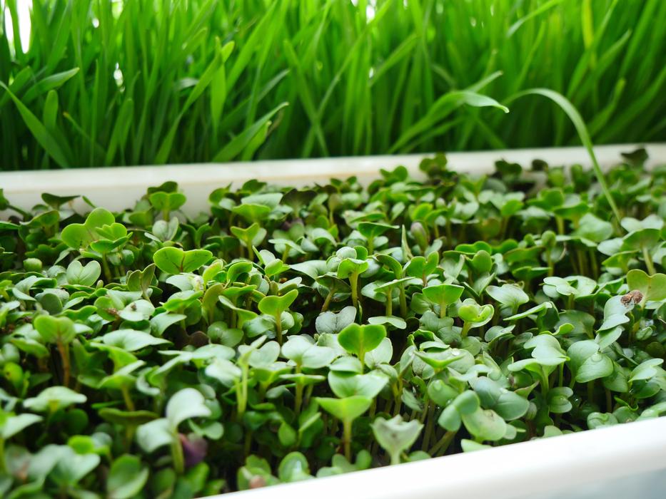Plant Seedling Greens