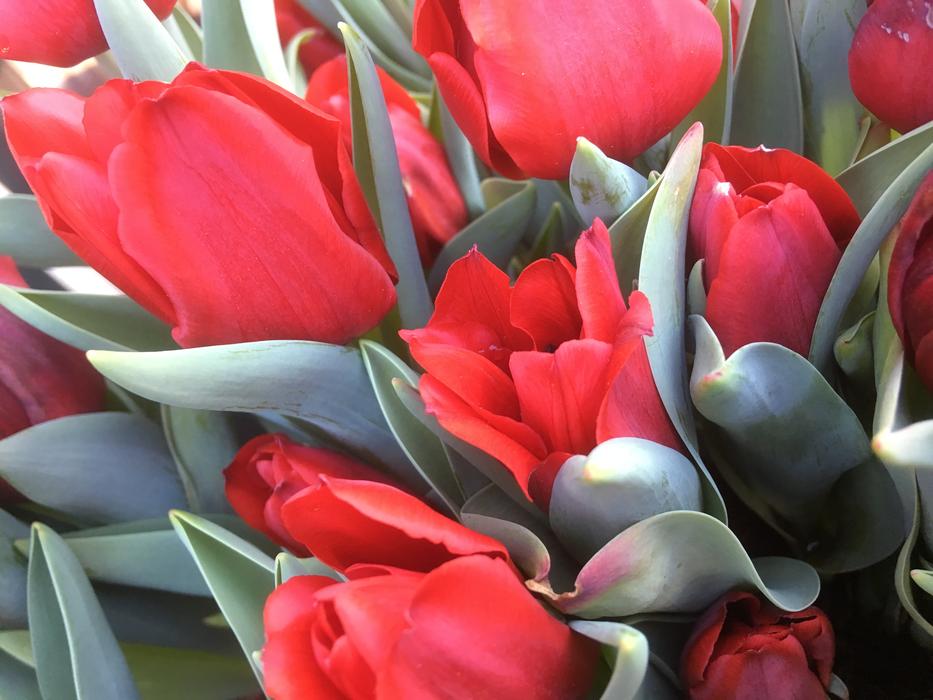 Tulip Flower Arrangement Nature