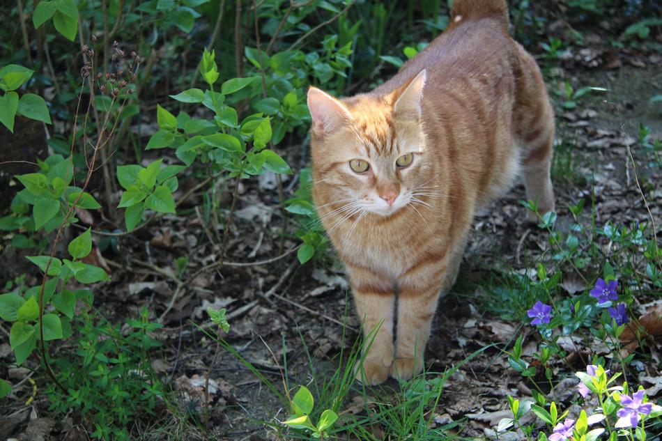 Nature Cute Portrait