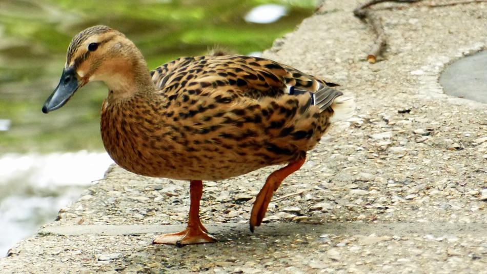 Duck Feathers Plumage