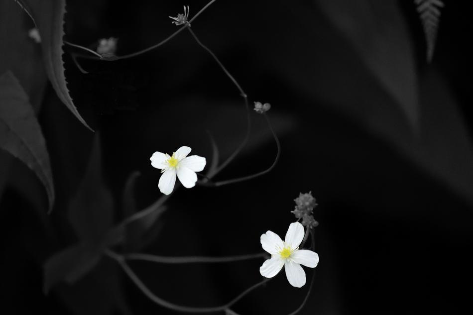 Flower Nature Macro Black And
