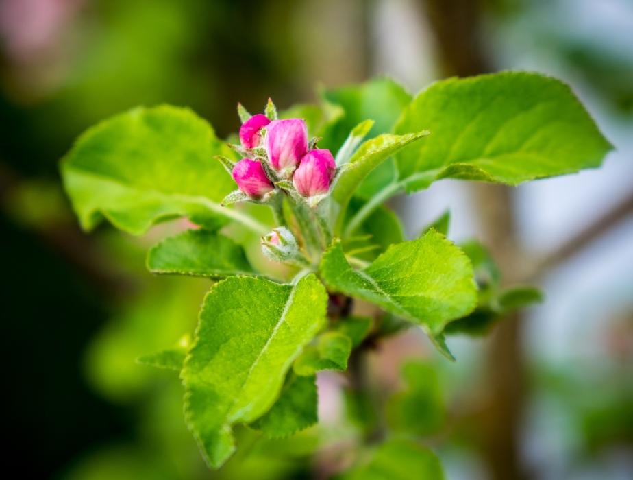Nature Plant Leaf