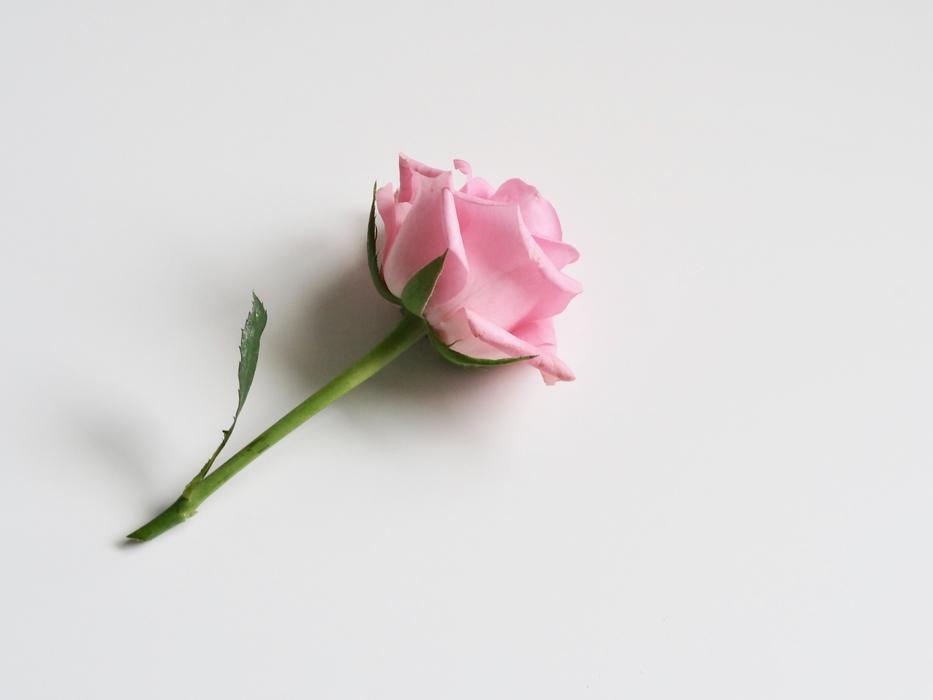 Flower Nature Love