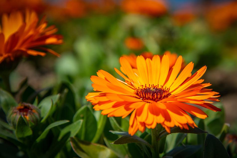 Flower Plant Nature