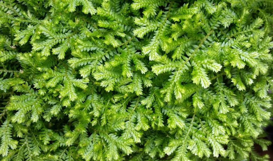 Ground Cover Flora Leaf