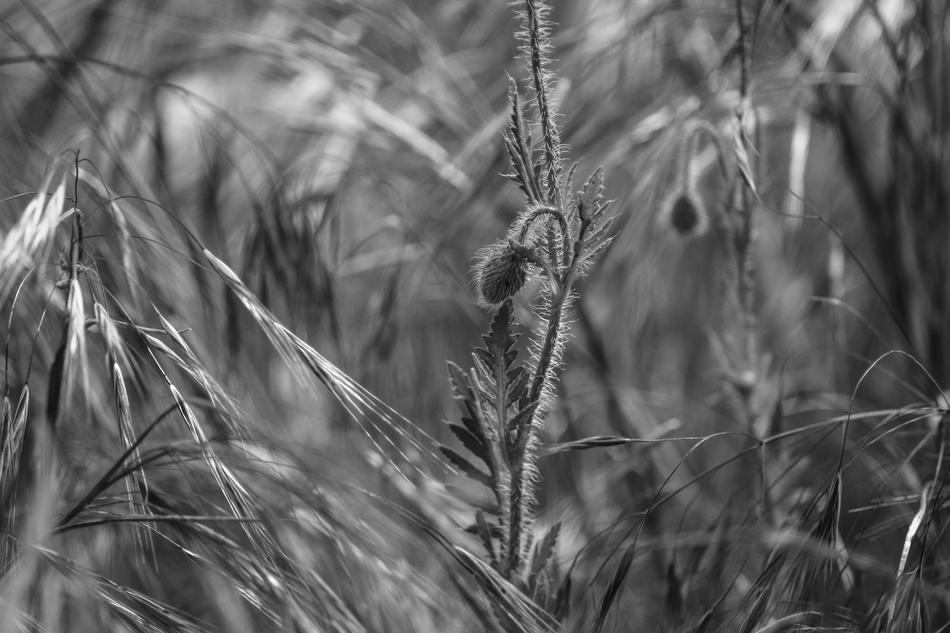 Nature Plant Season