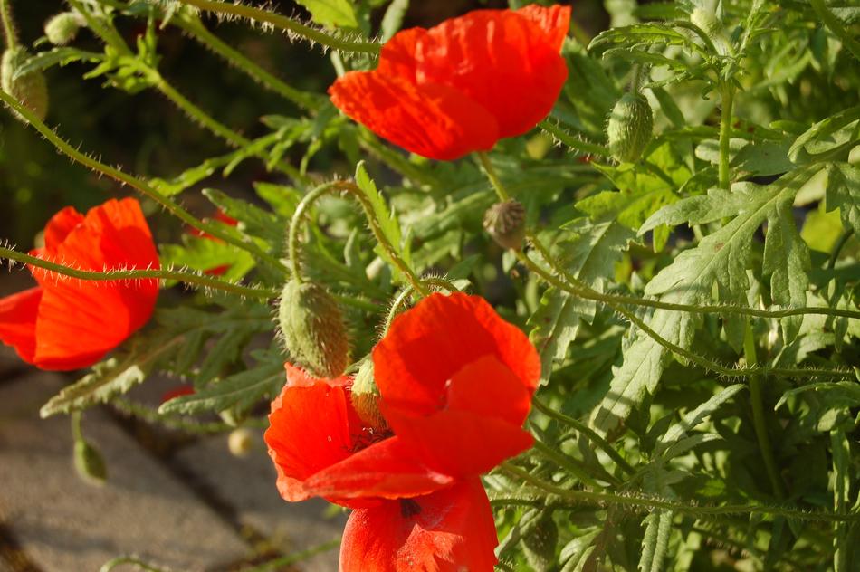 Nature Flower Wildflowers