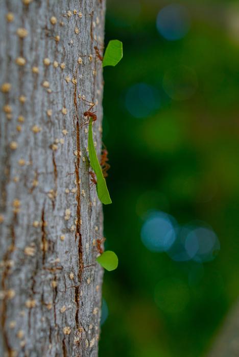 Leaf Tree Nature
