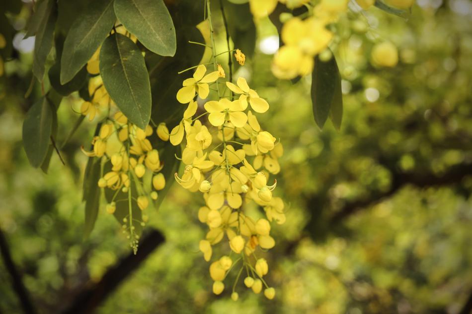 Flower Nature Wild