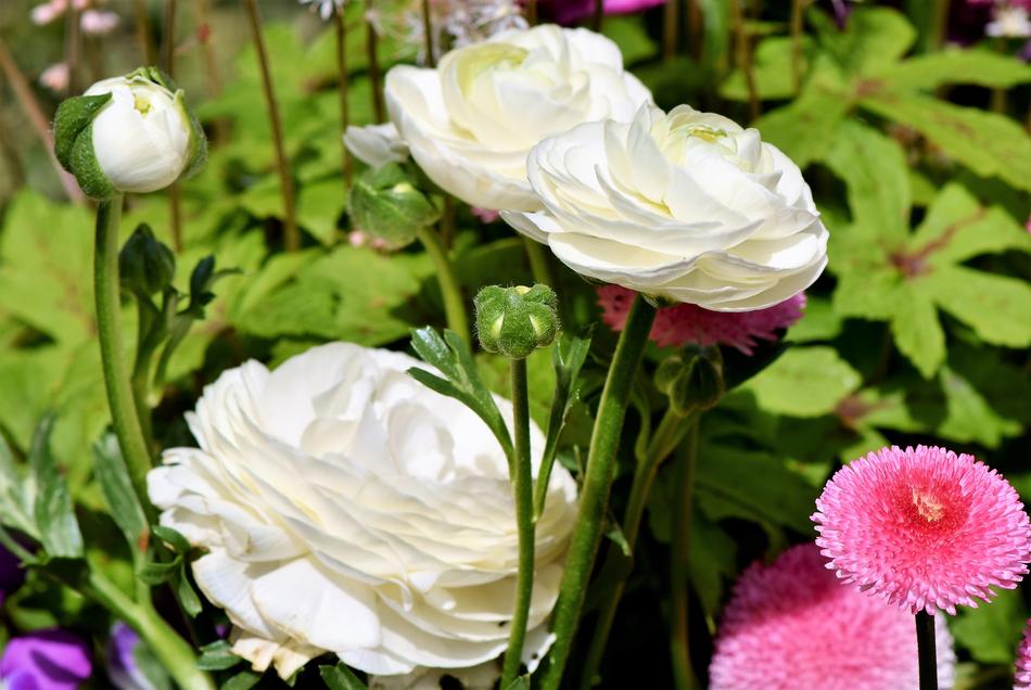 Ranunculus Flower Blossom