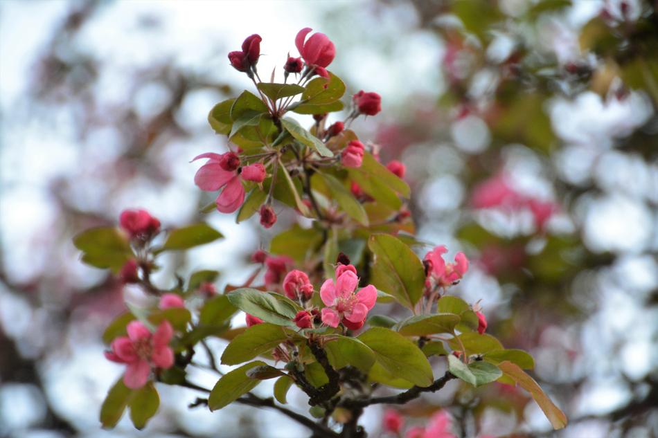 Tree Branch Flower
