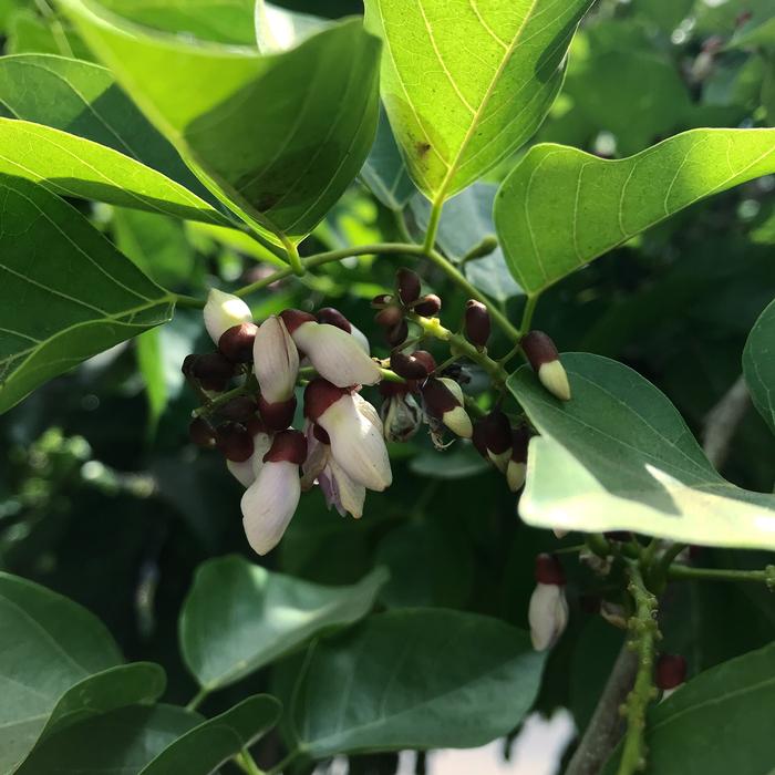 hidden flowers in the foliage