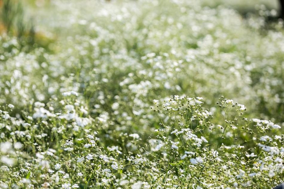 Flowers Plants Nature