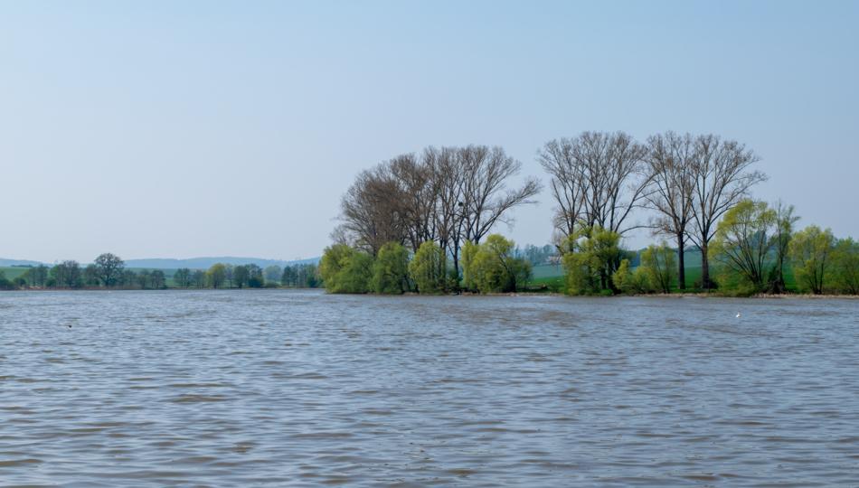Waters Nature Tree