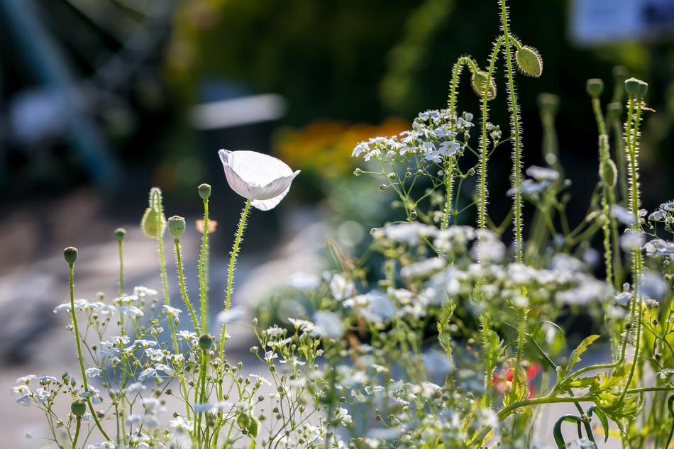 Poppy Flowers Nature