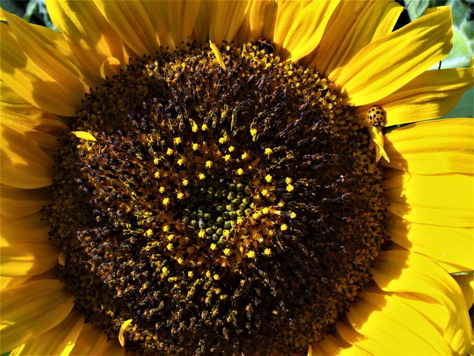 Sunflower Nature Flower