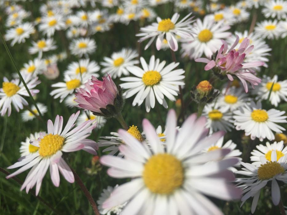 a gorgeous field of daisies in a green meadow
