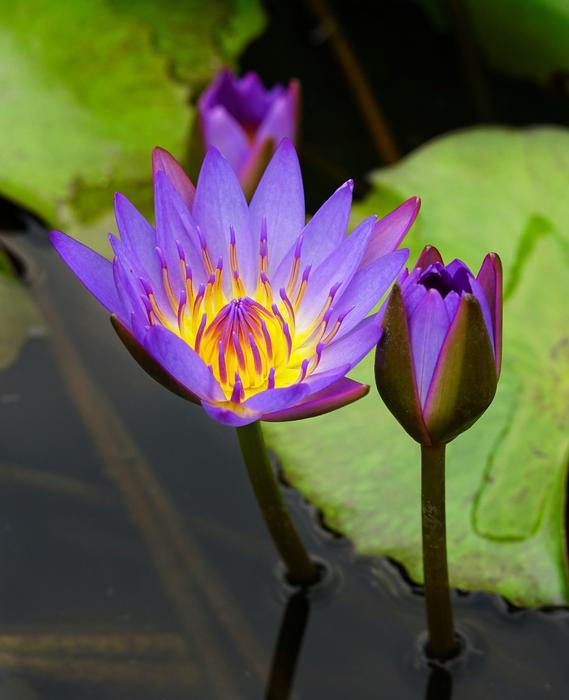 Waterlily Lily Lotus