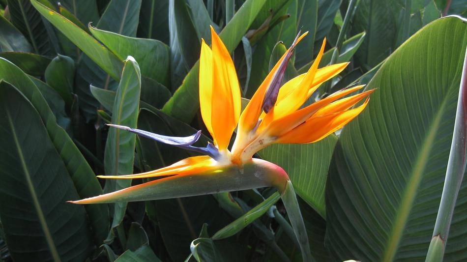Nature Flora Leaf